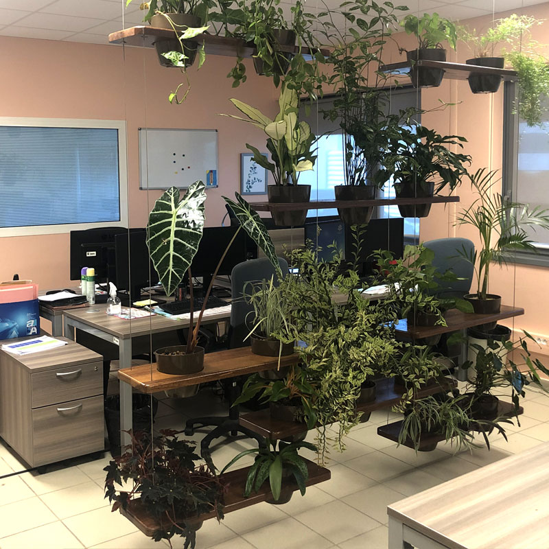 Mur végétal suspendu dans un bureau